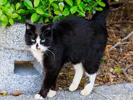 海の公園に居る野良猫さんです。 海の公園に居る野良猫さんです。 猫,野良猫,地域猫の写真素材