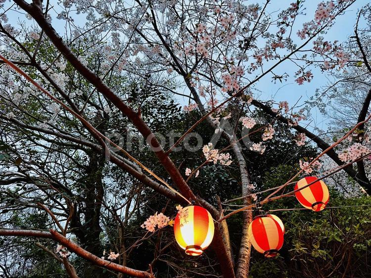桜と提灯が共演する春景色 春,桜,夜桜の写真素材