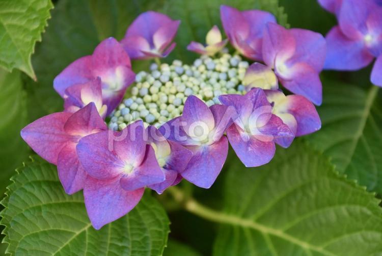 紫のガクアジサイ アジサイ,紫陽花,あじさいの写真素材