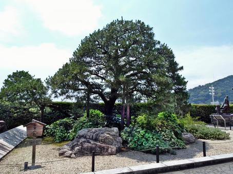 お宮の松 お宮の松,熱海,静岡県熱海市東海岸町の写真素材