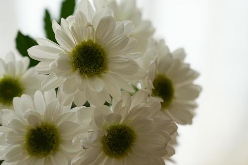 白いスプレーマム 菊 白いスプレーマム 菊 スプレーマム,白い花,菊の写真素材
