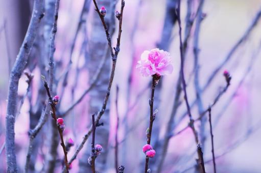 春に咲き始めた花桃の花 花,春,ハナモモの写真素材