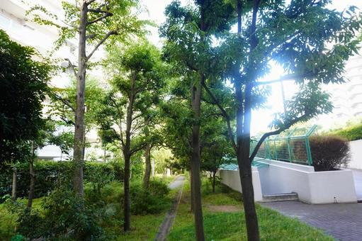 木々 木々 雑草,緑,コンクリートの写真素材
