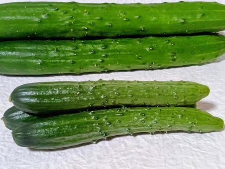 きゅうり きゅうり きゅうり,キュウリ,野菜の写真素材