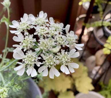 オルラヤホワイトレースの花 オルラヤホワイトレースの花 オルラヤ,花,白いの写真素材