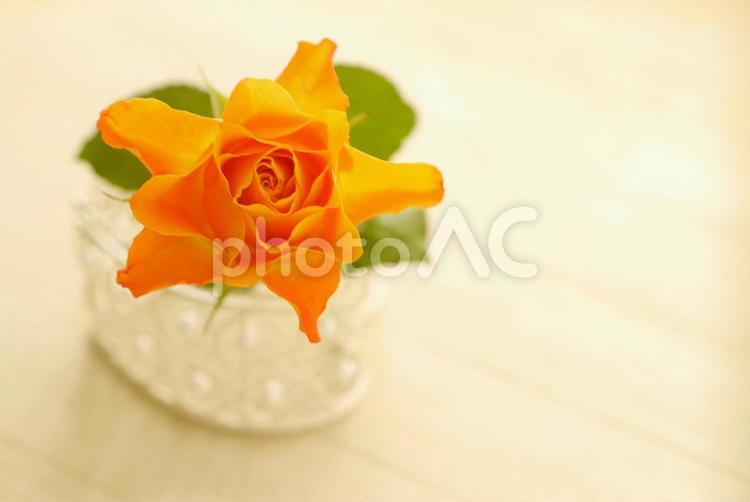 オレンジの印象的な薔薇 10月,11月,5月の写真素材