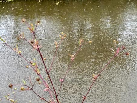 秋の風景　川のほとりの風景 川,枝,秋の写真素材