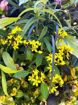 秋の草花 秋の草花 秋,花,植物の写真素材