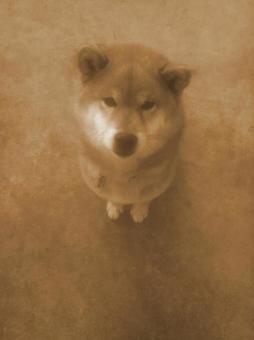 柴犬 柴犬の写真