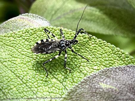 Photo, agriosphodrus turtle, yokozuna squirrel, bug, 