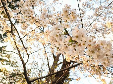 夕暮れの桜 夕暮れの桜の写真