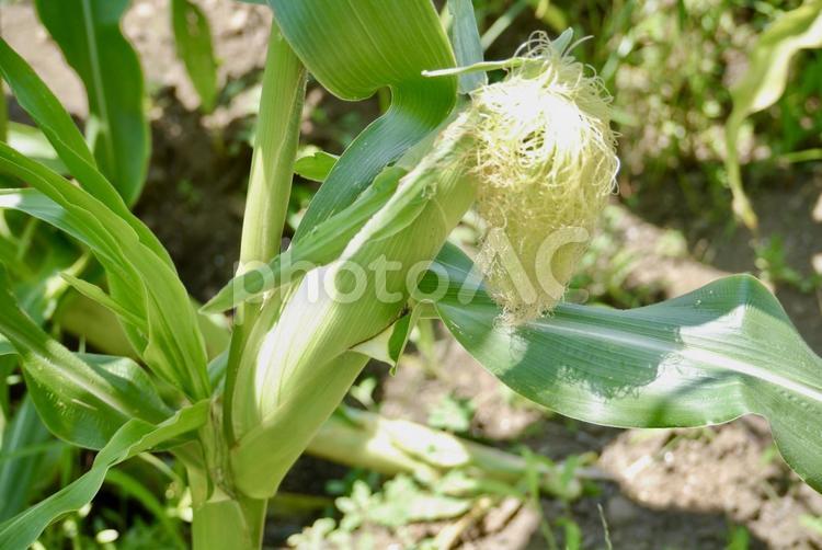 畑のトウモロコシ とうもろこし,夏野菜,農作物の写真素材