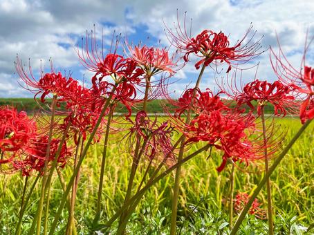 彼岸花① 彼岸花① 彼岸花,赤,花の写真素材