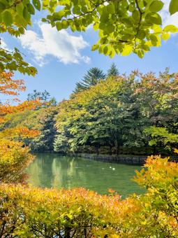 初秋の軽井沢｜雲場池を彩る木々 紅葉,秋,雲場池の写真素材