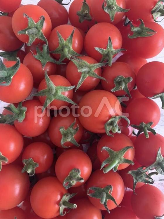 新鮮トマト ミニトマト,赤いトマト,フレッシュの写真素材