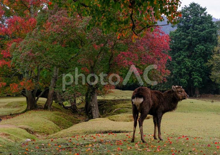 奈良公園の紅葉 奈良公園,鹿,紅葉の写真素材