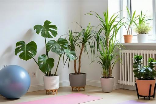 観葉植物とヨガマット 観葉植物とヨガマット 窓,壁,観葉植物の写真素材