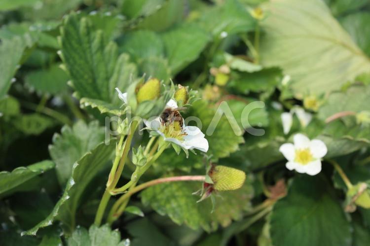 いちごの花とミツバチ いちご狩り,いちご,苺の写真素材