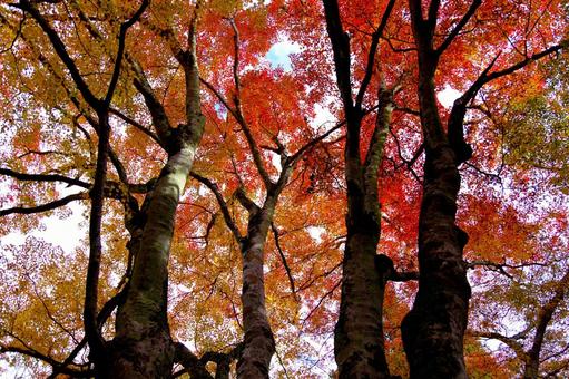 紅葉 紅葉の写真