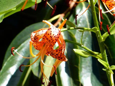 [Flower photo] Tiger lily, JPG