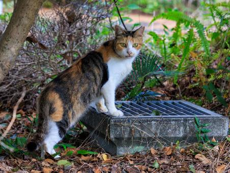 旅先で出会った可愛い三毛猫さんです。 旅先で出会った可愛い三毛猫さんです。 猫,野良猫,地域猫の写真素材