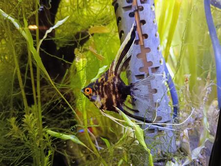 黒いエンジェルフィッシュ② エンジェルフィッシュ,テンニンイシダイ,天人石鯛の写真素材