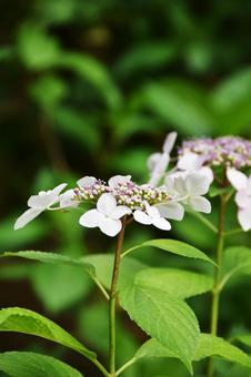 カシワバアジサイ（柏葉紫陽花） カシワバアジサイ,柏葉紫陽花,アジサイ科の写真素材