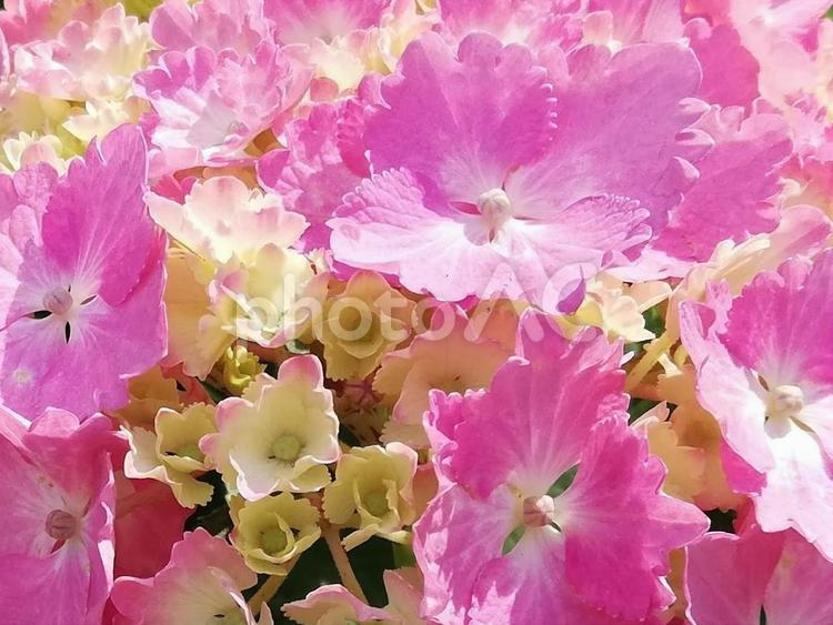 ピンクの花　アジサイ 紫陽花,アジサイ,あじさいの写真素材