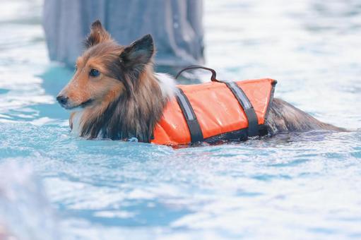シェルティ シェルティ 犬,シェルティ,プールの写真素材