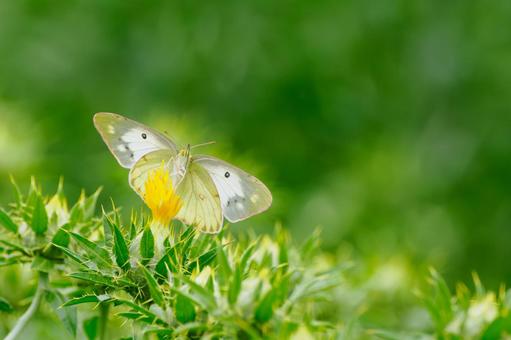 Monad butterfly (27), JPG