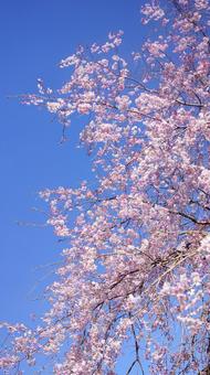 枝垂桜-261 枝垂桜-261 枝垂桜,ヤエベニシダレ,ピンクの写真素材