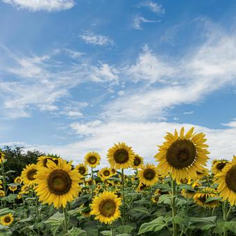 夏の花 夏の花の写真
