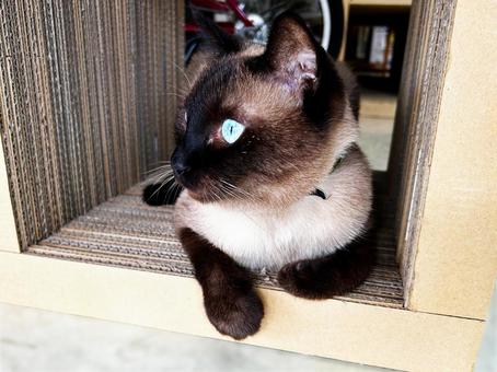 何か気になるシャム猫 何か気になるシャム猫 ネコ,ねこ,catの写真素材