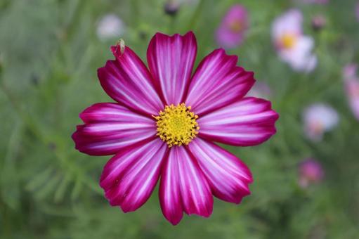 ピンクのコスモス ピンクのコスモス 花,ピンクの花,コスモスの写真素材