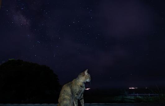 星空を見つめる猫の夜 星空を見つめる猫の夜 猫,星空,夜空の写真素材