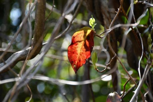 陽の光に照らされた赤い葉 赤,葉,つるの写真素材