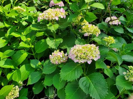 Photo, hydrangea, summer, pink, 