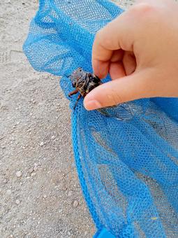 Photo, cicada removal, cicada catch, semi-tori, 