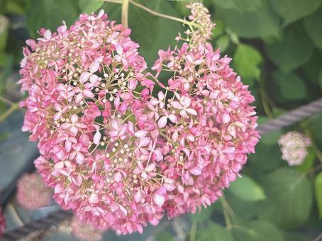 ハートの紫陽花 アジサイ,ピンク,ハートの写真素材