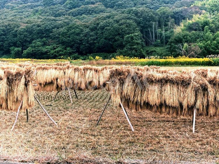 干される稲わら 干される稲わら,稲わら,干すの写真素材