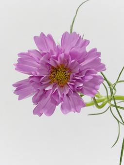 ピンク色のコスモスの花 花,コスモス,植物の写真素材