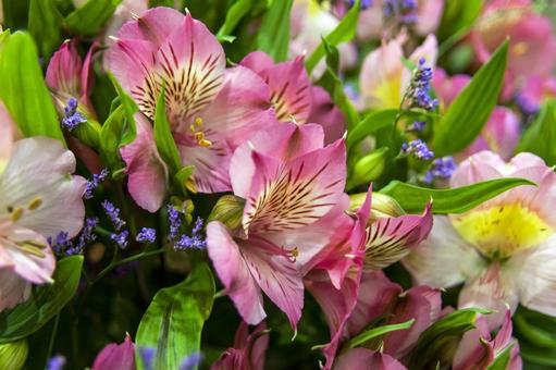 アルストロメリア7（田原市） アルストロメリア,田原市,愛知県の写真素材