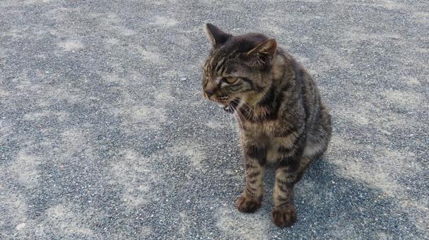 お座りして一鳴きするもふもふであざとい猫 お座りして一鳴きするもふもふであざとい猫 猫,キジトラ,鳴くの写真素材