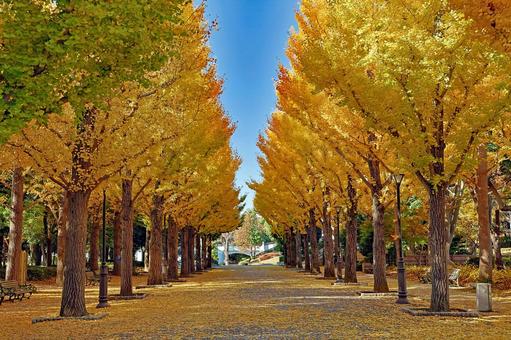 「洞峰公園」の鮮やかに紅葉した銀杏並木 洞峰公園,銀杏並木,いちょうの写真素材
