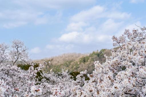 桜の花と山と青空 桜の花と山と青空の写真