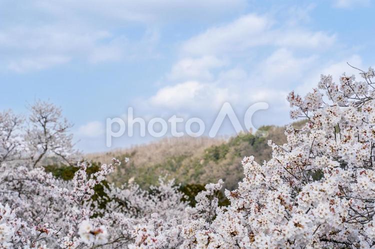 桜の花と山と青空 桜,コピースペース,春の写真素材