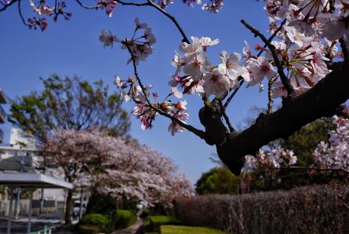 桜の写真