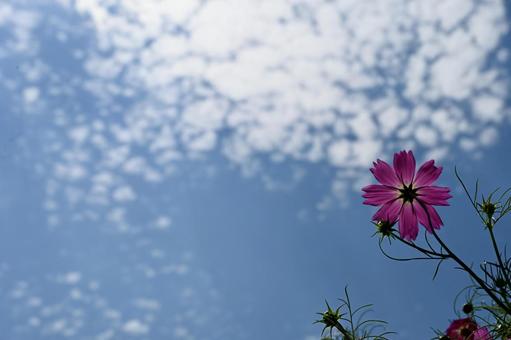 秋晴れとコスモスの花 秋晴れとコスモスの花の写真