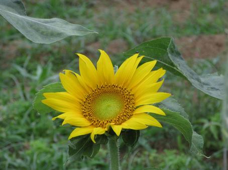 ひまわり畑に咲き始めるひまわりの花 ひまわり畑に咲き始めるひまわりの花 ひまわり,ヒマワリ,暑いの写真素材
