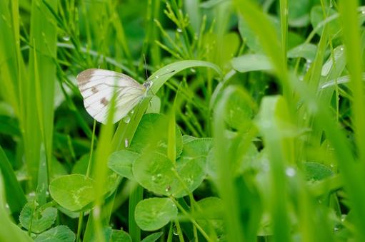 Cabbage White Butterfly⒄, JPG Cabbage White Butterfly⒄, JPG